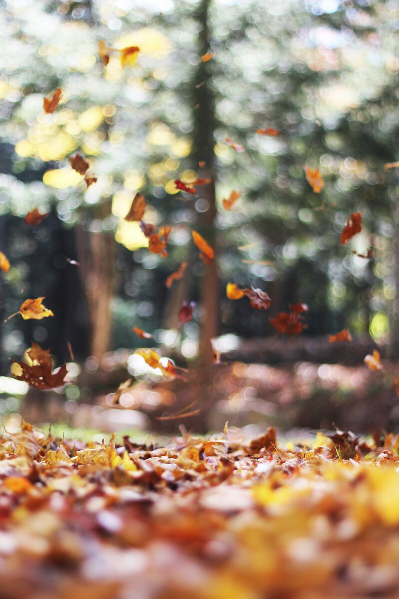 Recevoir en automne : 7 idées pour créer un moment gourmand et convivial
